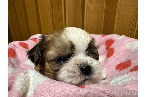 成約済の大阪府のシーズー-330386の3枚目