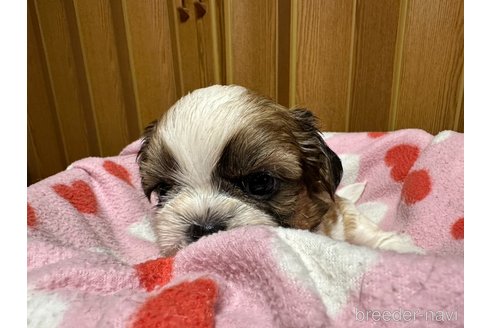 成約済の大阪府のシーズー-330386の10枚目