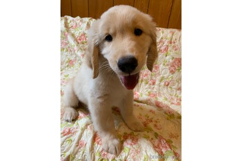 成約済の愛知県のゴールデンレトリーバー-316200の1枚目