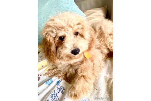 成約済の静岡県のビションプー:ビションフリーゼ×トイプードル-309583の5枚目