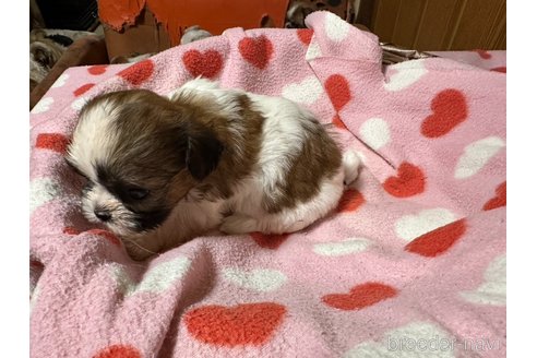 成約済の大阪府のシーズー-330387の11枚目