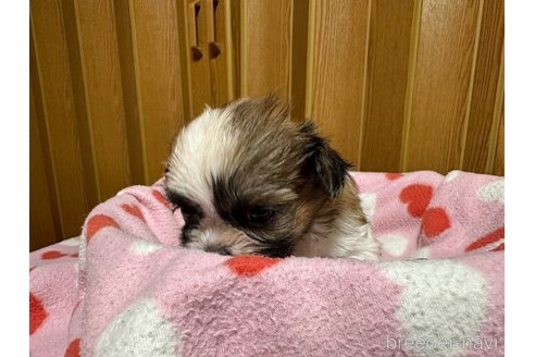 成約済の大阪府のシーズー-330387の6枚目