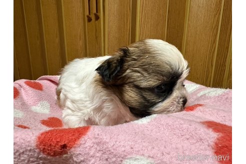 成約済の大阪府のシーズー-330388の14枚目