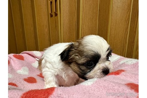 成約済の大阪府のシーズー-330388の12枚目