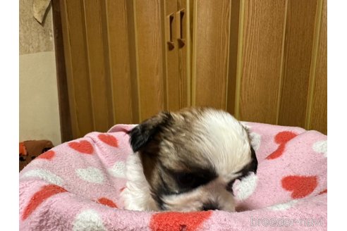 成約済の大阪府のシーズー-330388の9枚目