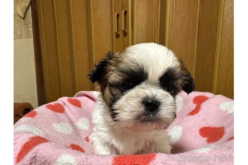 成約済の大阪府のシーズー-330388の2枚目