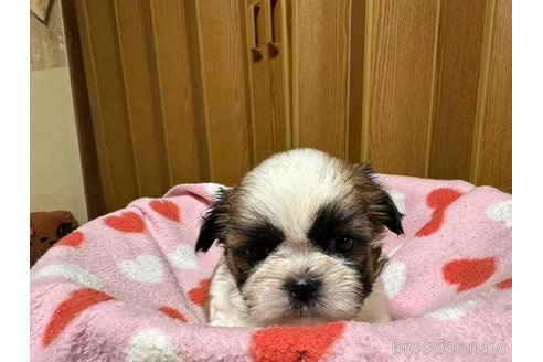 成約済の大阪府のシーズー-330388の10枚目