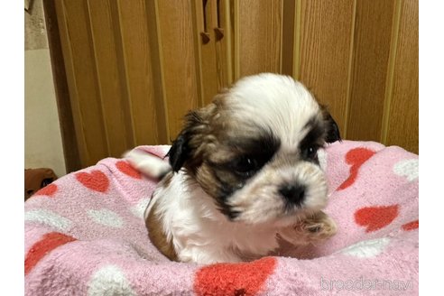成約済の大阪府のシーズー-330388の8枚目