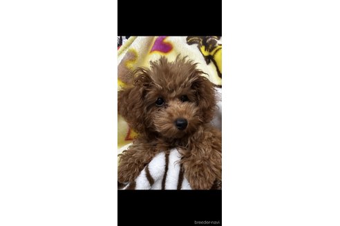 成約済の茨城県のタイニープードル-322470の2枚目