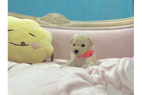 成約済の茨城県のティーカッププードル-330435の2枚目