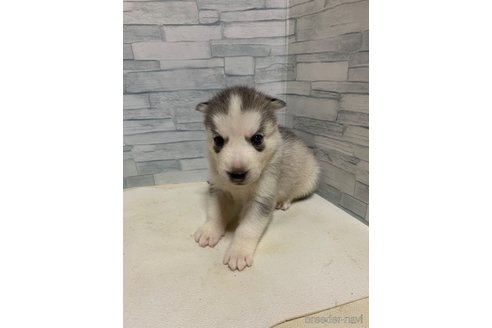 成約済の愛知県のシベリアンハスキー-330444の4枚目