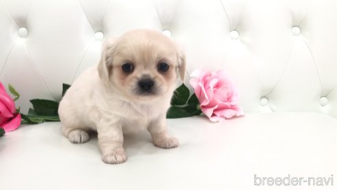 成約済の埼玉県のミックス犬-327789の2枚目
