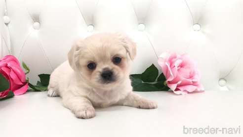 成約済の埼玉県のミックス犬-327789の3枚目