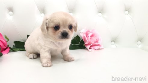 成約済の埼玉県のミックス犬-327789の4枚目