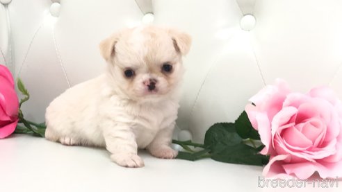 成約済の埼玉県のミックス犬-327791の3枚目