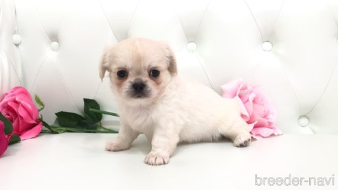 成約済の埼玉県のミックス犬-327792の5枚目