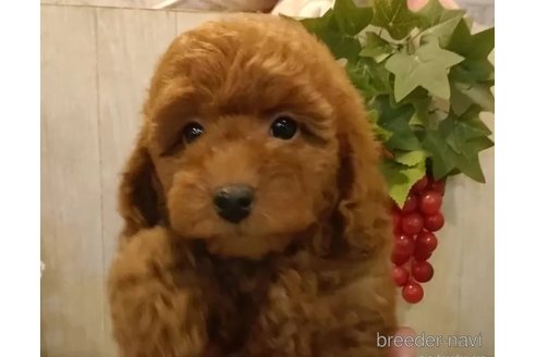 成約済の愛知県のティーカッププードル-327878の3枚目