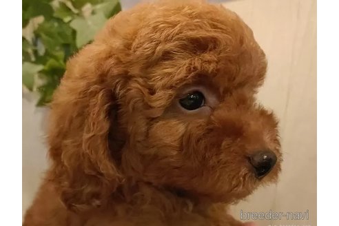 成約済の愛知県のティーカッププードル-327878の2枚目