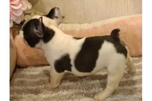 成約済の愛知県のフレンチブルドッグ-330482の5枚目