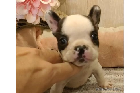 成約済の愛知県のフレンチブルドッグ-330482の4枚目