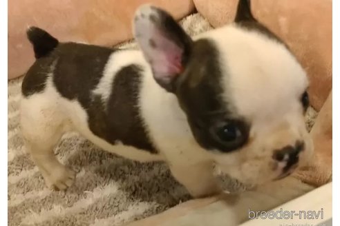成約済の愛知県のフレンチブルドッグ-330482の3枚目
