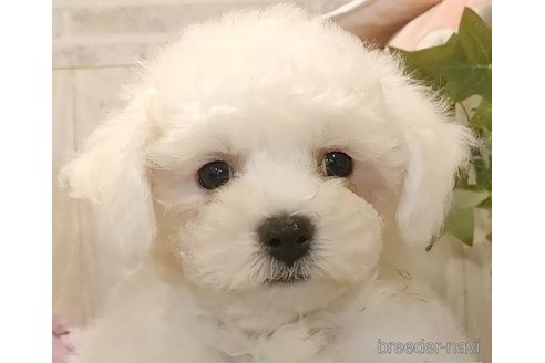 成約済の愛知県のビションフリーゼ-326963の2枚目