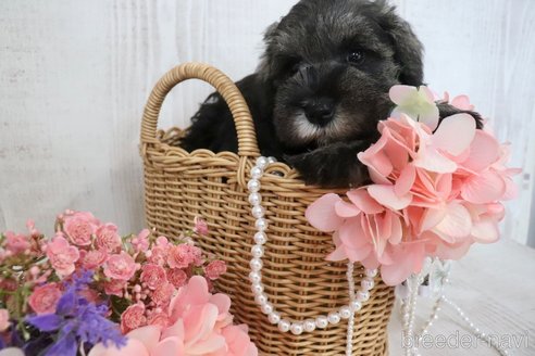 成約済の三重県のミニチュアシュナウザー-330494の3枚目