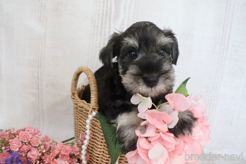 成約済の三重県のミニチュアシュナウザー-330497の3枚目