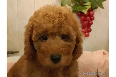 成約済の愛知県のティーカッププードル-327880の2枚目