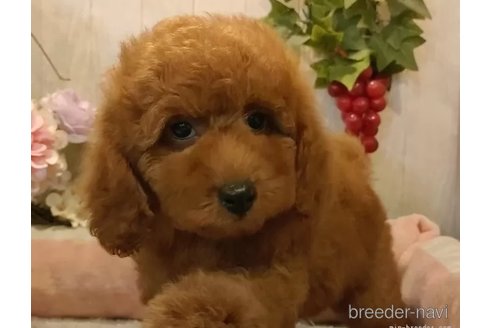成約済の愛知県のティーカッププードル-327879の4枚目