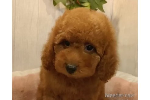 成約済の愛知県のティーカッププードル-327879の2枚目