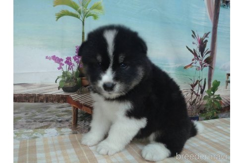 成約済の千葉県のミックス犬-330505の4枚目