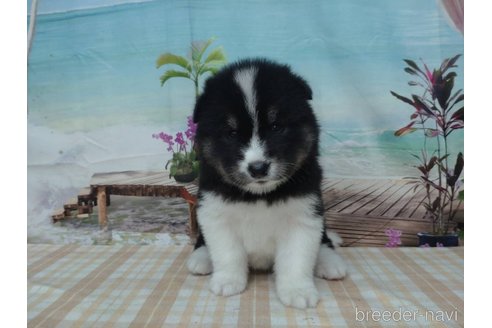 成約済の千葉県のミックス犬-330505の1枚目