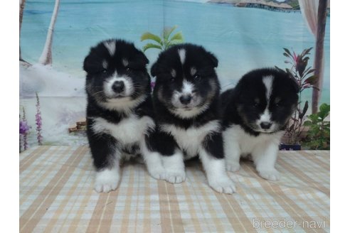 成約済の千葉県のミックス犬-330505の3枚目