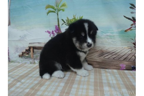 成約済の千葉県のミックス犬-330507の5枚目