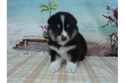 成約済の千葉県のミックス犬-330507の1枚目