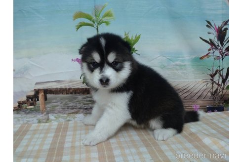 成約済の千葉県のミックス犬-330509の4枚目