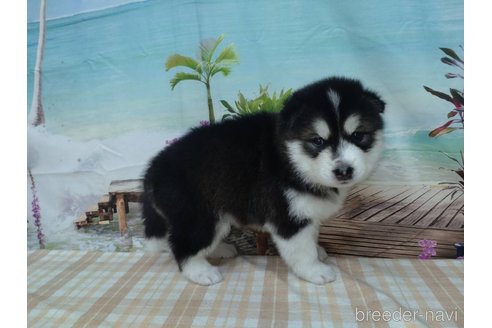 成約済の千葉県のミックス犬-330509の3枚目