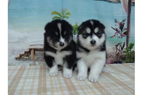 成約済の千葉県のミックス犬-330509の5枚目