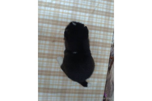 成約済の千葉県のミックス犬-330509の2枚目