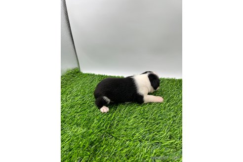 成約済の愛知県のボストンテリア-330512の14枚目