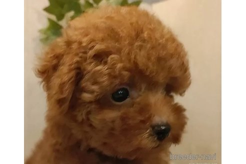成約済の愛知県のティーカッププードル-323780の4枚目