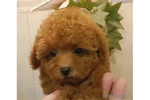 成約済の愛知県のティーカッププードル-323780の3枚目