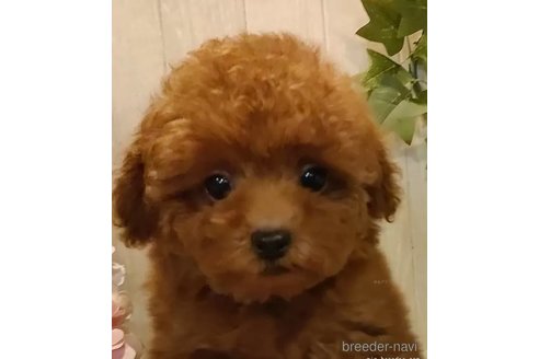 成約済の愛知県のティーカッププードル-323780の2枚目