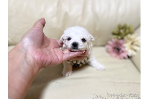 成約済の大阪府のビションフリーゼ-330545の1枚目
