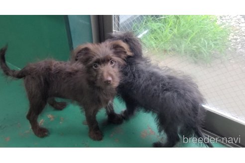 成約済の東京都のミックス犬-313000の17枚目