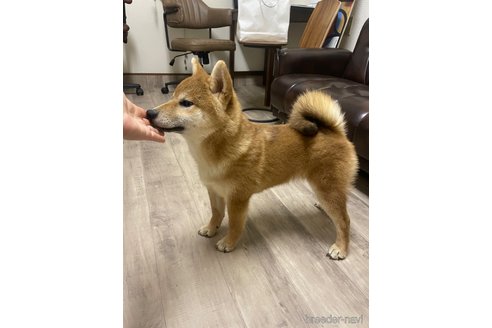 成約済の滋賀県の柴犬-308607の8枚目
