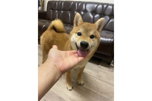 成約済の滋賀県の柴犬-308607の6枚目