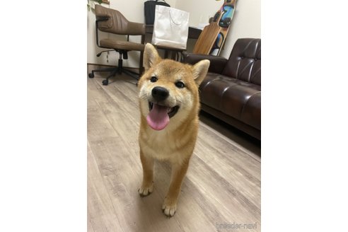 成約済の滋賀県の柴犬-308607の5枚目