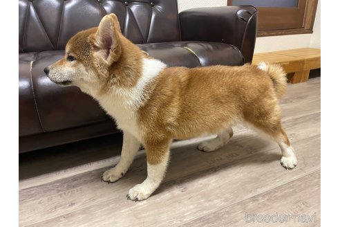 成約済の滋賀県の柴犬-308606の2枚目